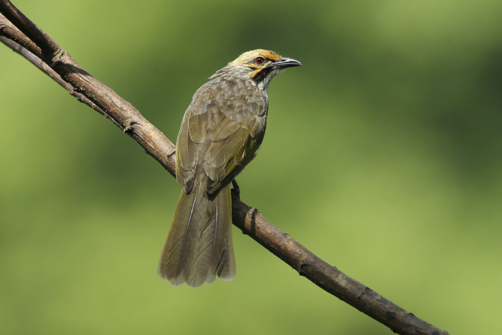 Best Practice Guidelines for ex-situ management of the Straw-headed ...